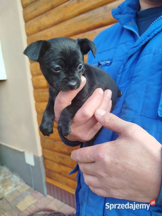 Chichuahua piesek Nowy Dwór Mazowiecki sprzedam