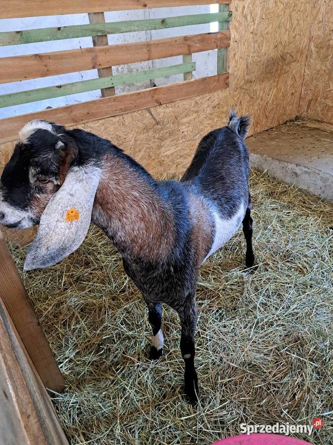 Roczny kozioł anglonubijski sprzedam zamienię Kowalewo