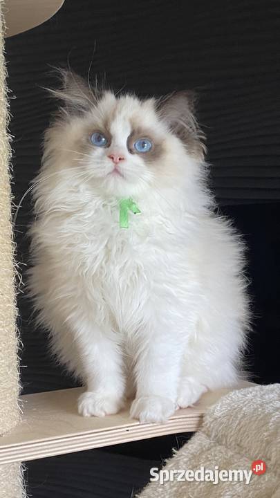 Kocurek Ragdoll FPL podlaskie Białystok