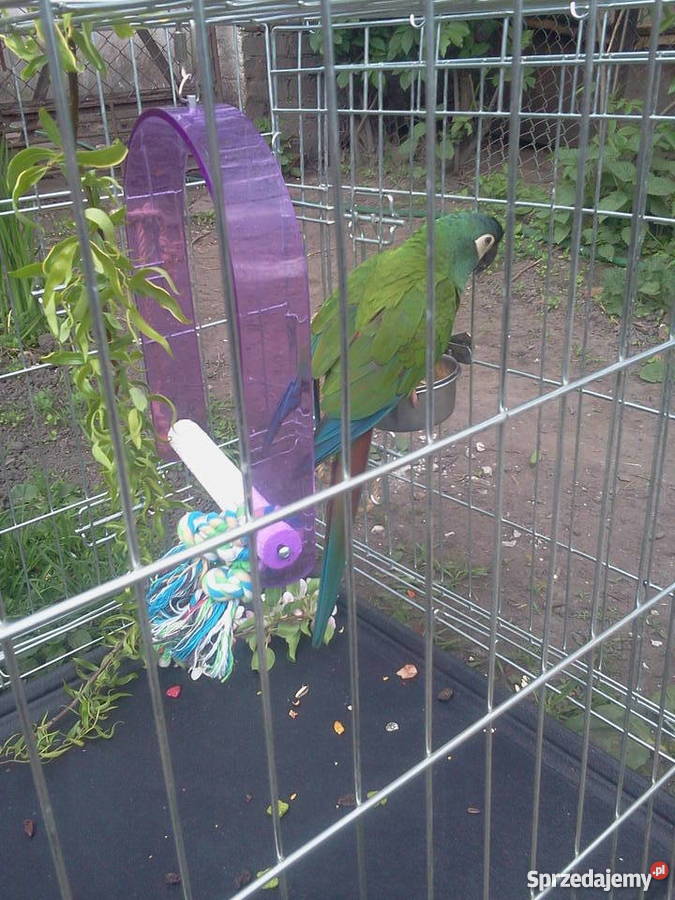 Klatka dużych papug Montana CASTELL PLAY z Tułowice