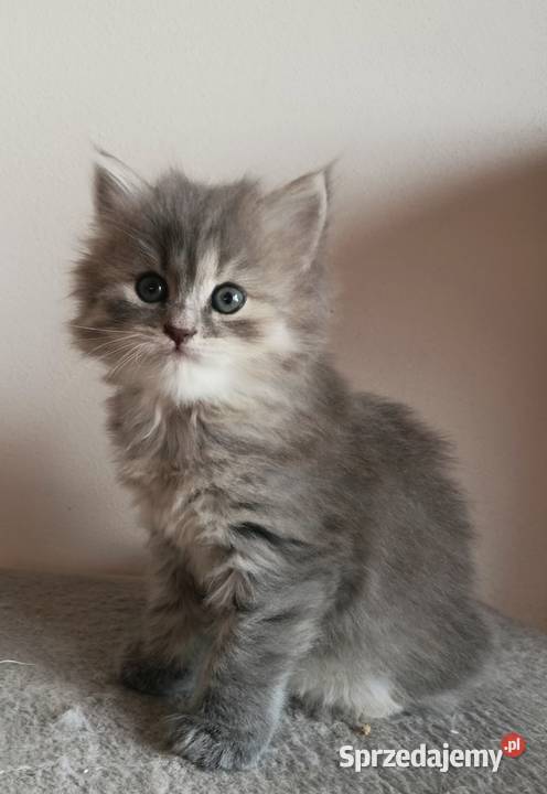 Śliczna Niebieska Kotka Syberyjska PZFWCF Syberyjski Koty Sochaczew