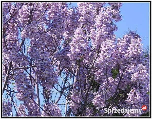 Paulownia drzewo tlenowe Rośliny Dom i Ogród Poznań
