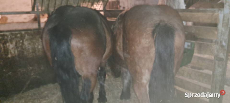 Sprzedam konie zimnokrwiste