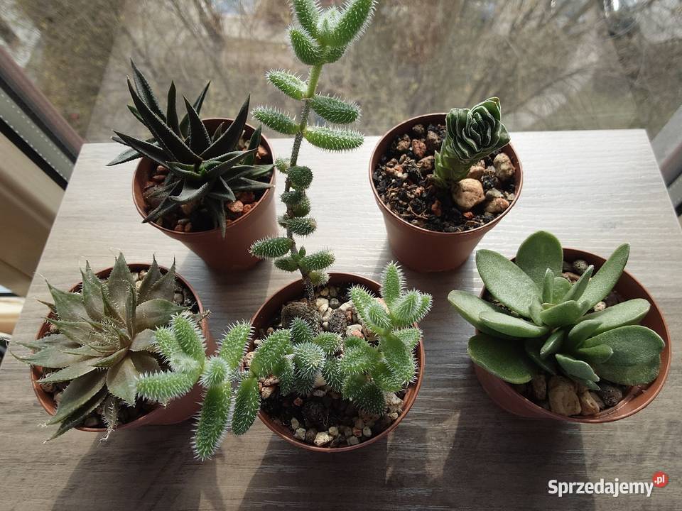 Sukulenty 5 kolekcja Crassula kimnachi Haworthia mazowieckie Warszawa