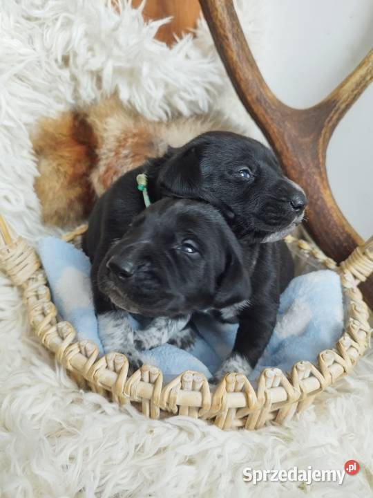 Szczenięta wyżle niemieckim Bircza