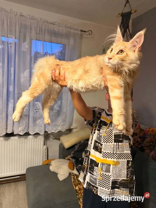 Gandalf cudowny Maine Coon