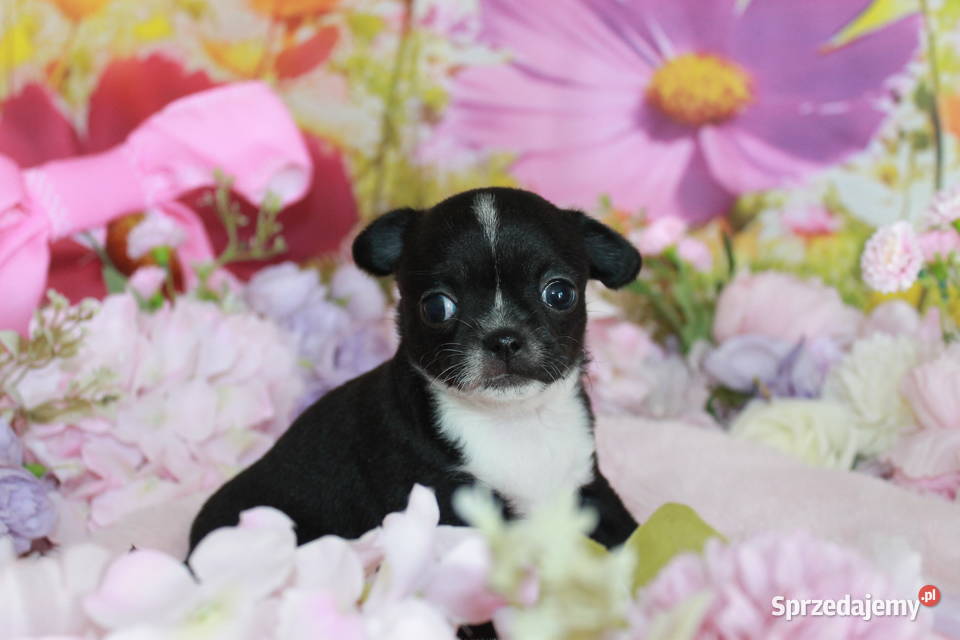 Chihuahua suczka ZKwP FCI Świnoujście sprzedam