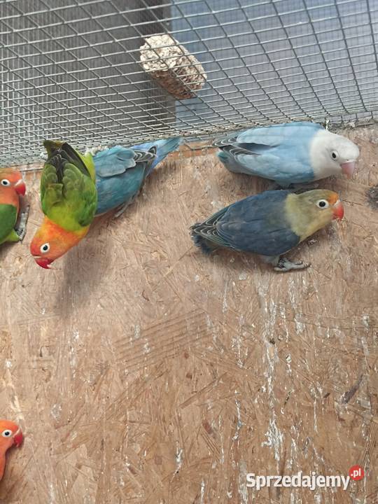 Nierozłączki fischera 2025 łódzkie Albinów sprzedam