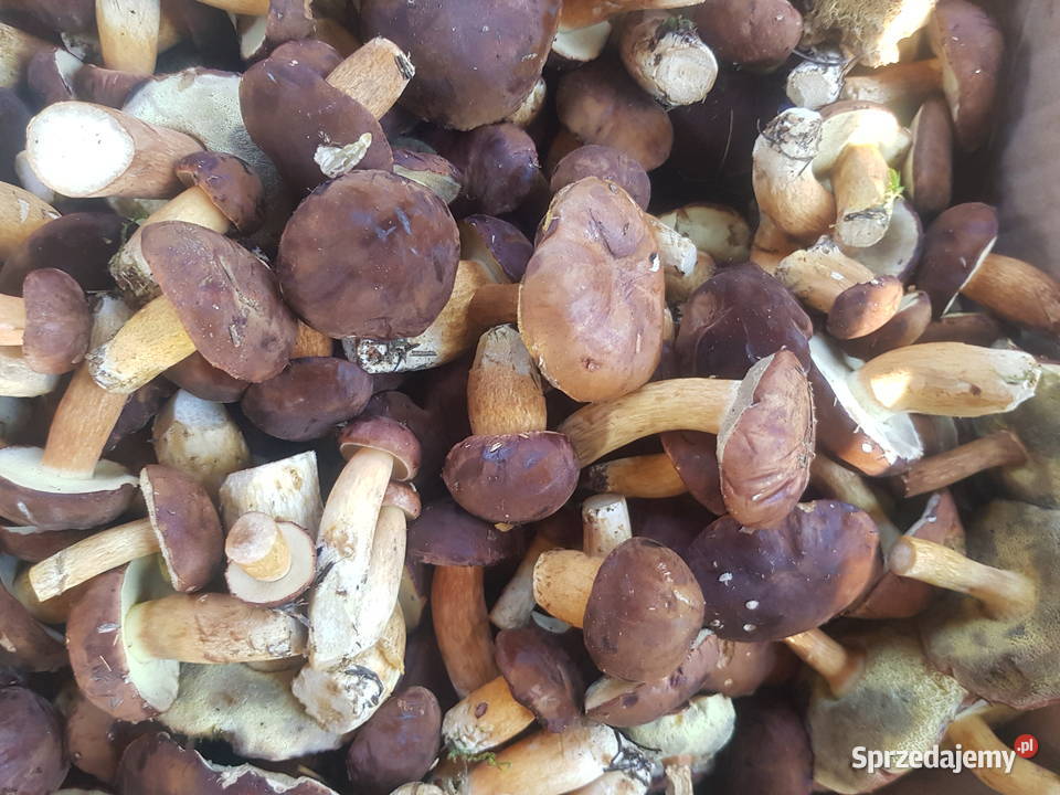 Sprzedam grzyby podgrzybki Leśnictwo