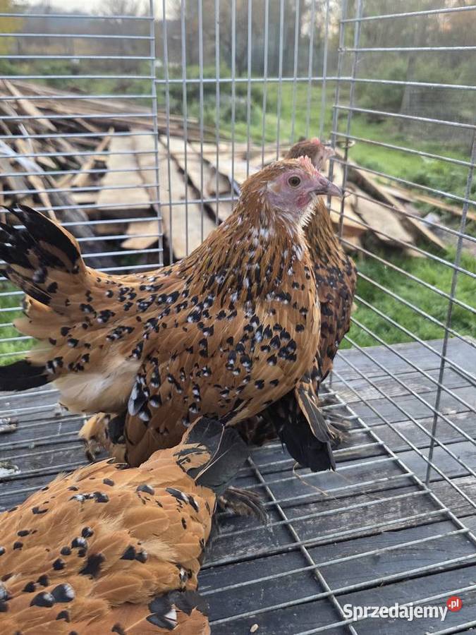 Pary hodowlane kur ozdobnych Pyrzyce