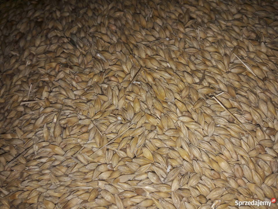 Jęczmień jary kujawsko-pomorskie Kruszwica