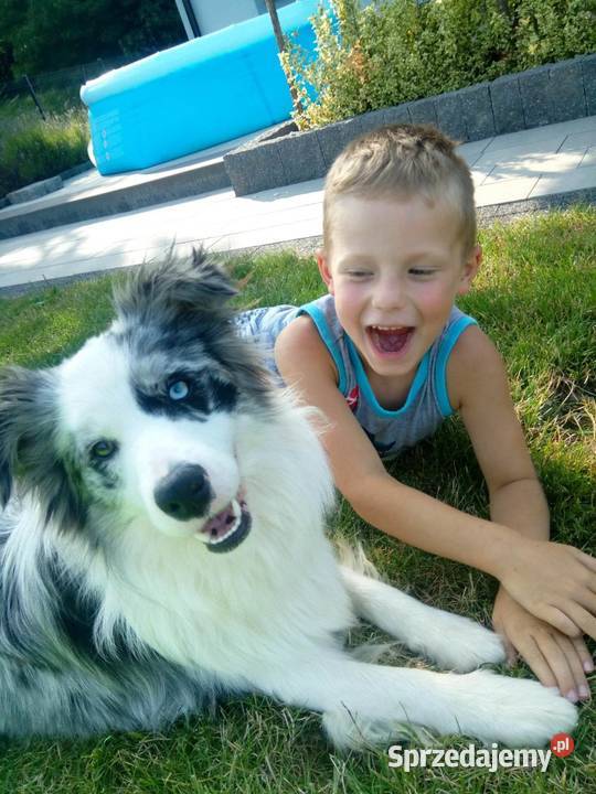 Border Collie FCI suczka do dogoterapii dotowa podkarpackie Dębica