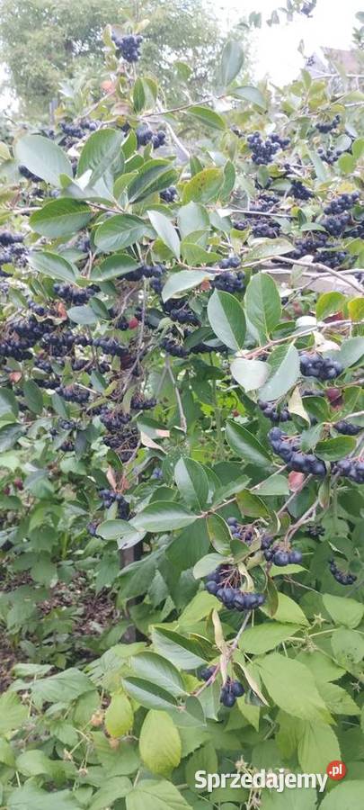 Aronia z przydomowego ogrodu wielkopolskie Grudzielec Nowy sprzedam