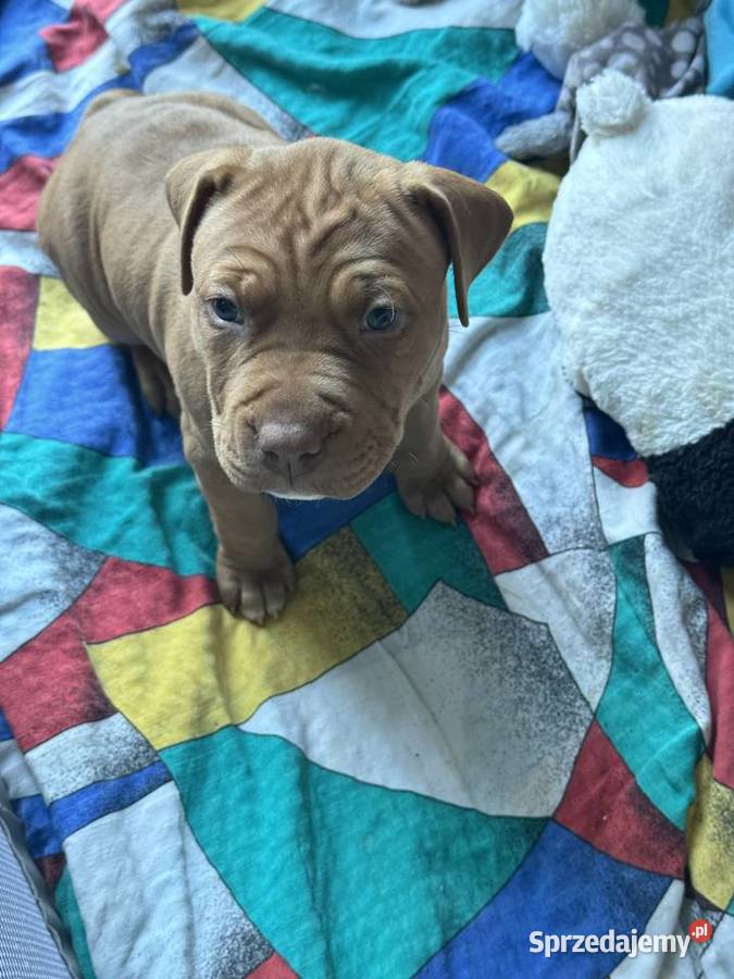 Rednos american Pit bull terrier szczeniaki Pit Bull mazowieckie Grodzisk Mazowiecki