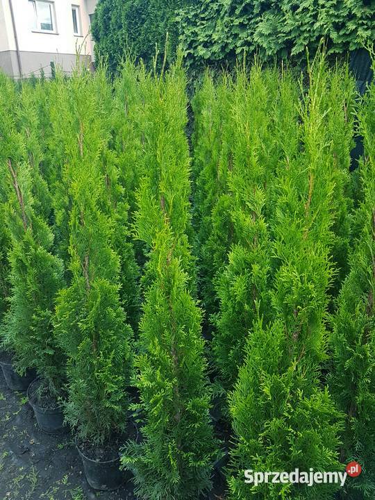 Tuja Szmaragd 140150 Ukorzenione TRANSPORT Ożarów Mazowiecki