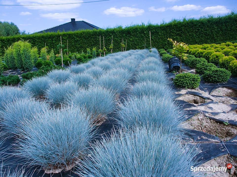 Kostrzewa Sina Intense Blue , sadzonki w doniczkach p9 . Cen