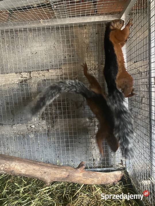 Wiewiorki kostarykańskie Złaków Borowy