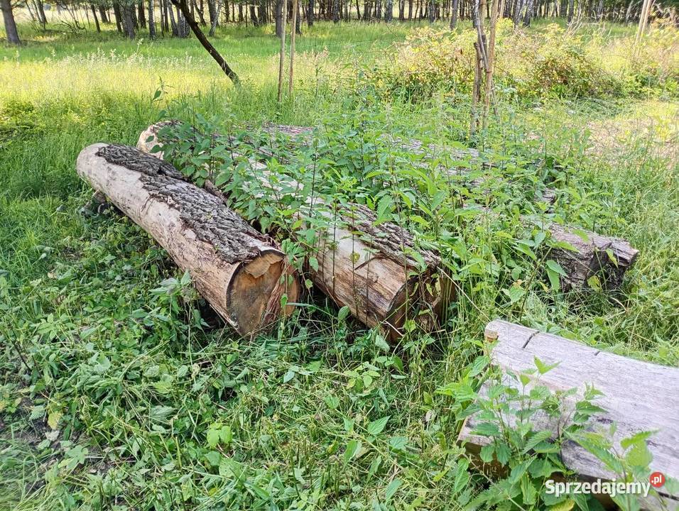 Drewno Dąb sprzedam