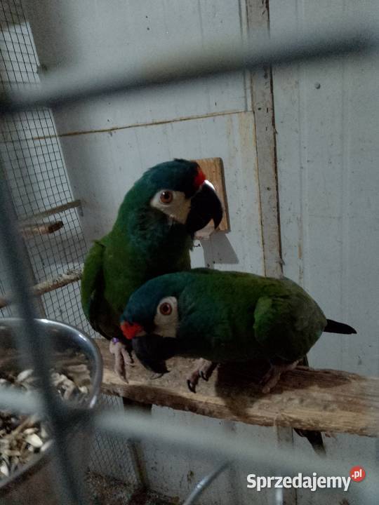 Ary marakany Ptaki sprzedam