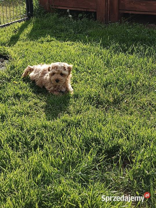 Maltipoo piesek