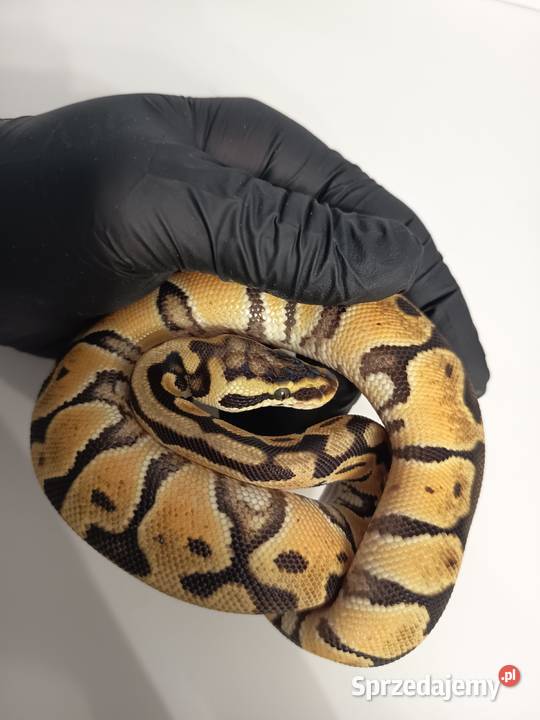 Pyton Królewski Regius Pastel het Clown sprzedam