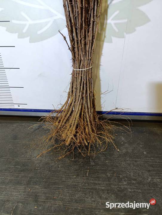 Sadzonki agrestu Mucurines Kamieniar Puszkinskij lubelskie