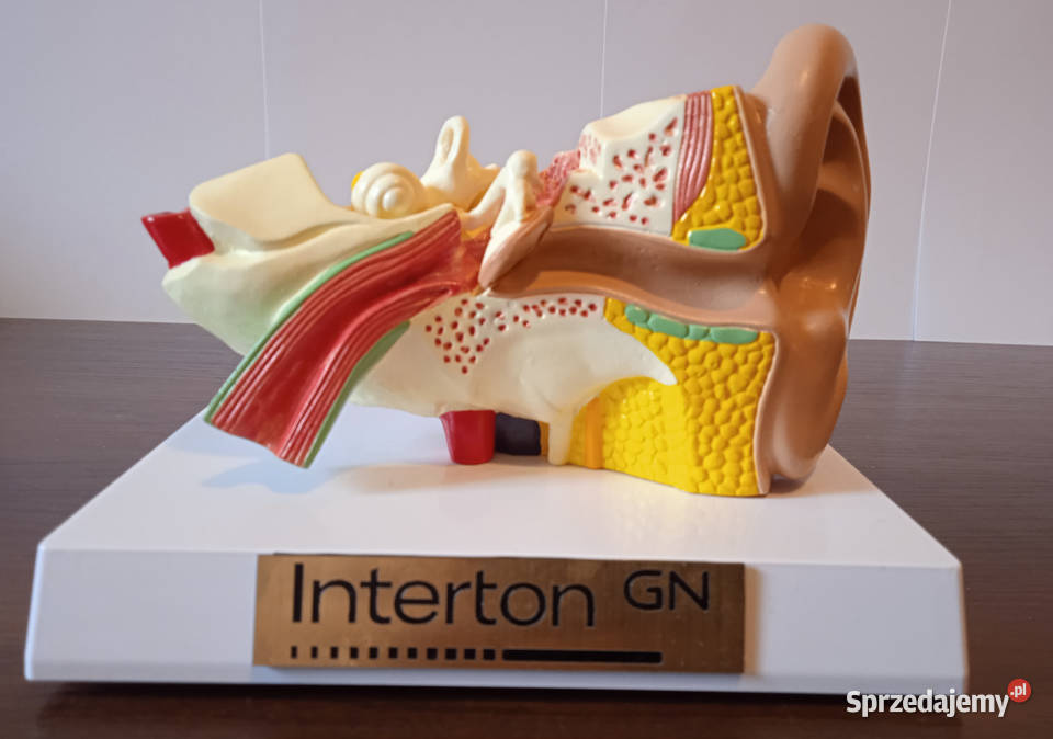 Medycyna model budowy ucha ludzkiego 3częściowy wielkopolskie Poznań