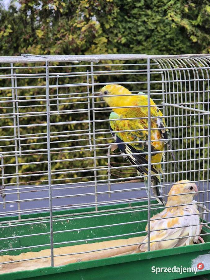 ŚWIERGOTKI SELEDYNOWE Ptaki śląskie Stary Broniszew sprzedam
