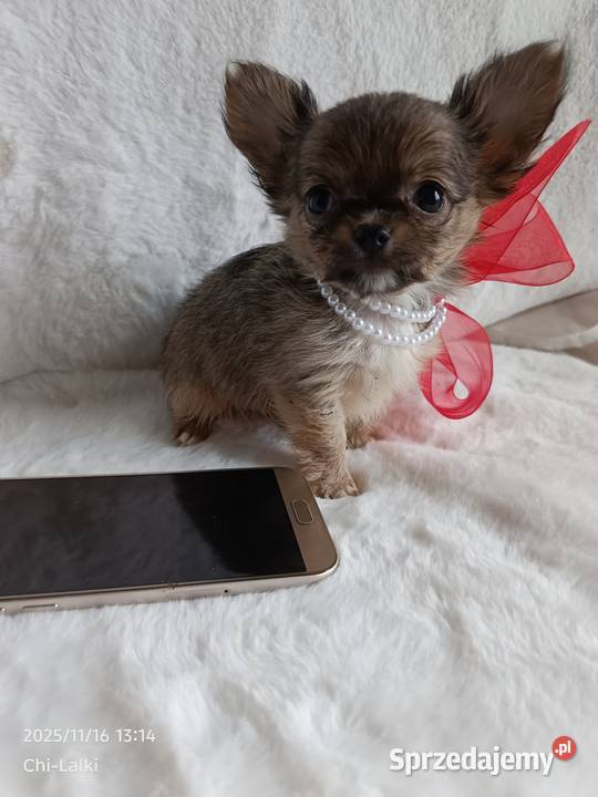 Chihuahua dziewczynka suczka XS dlugowlosa