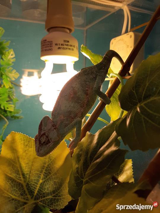 Młode Kameleony jemeńskie