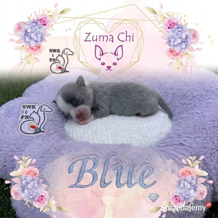 Chihuahua chłopcy Warszawa