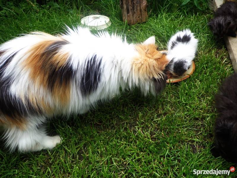 puchate syberyjskie kotki Tarnów