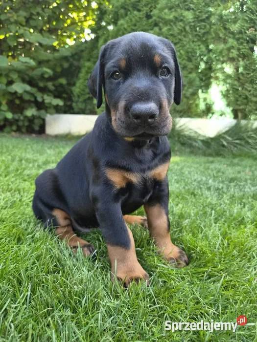 Piękny szczeniak dobermana Warszawa