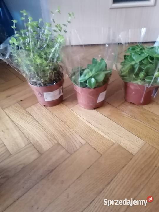 Kwiaty 3 odmiany Gdańsk sprzedam