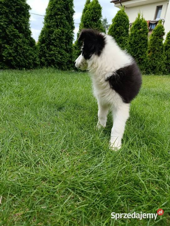 Border Collie SuczkaBadania genetyczne rodziców Szczaworyż