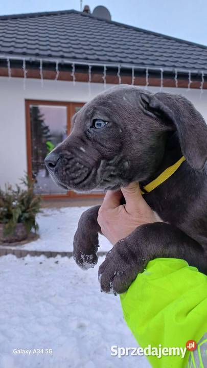Cane Corso siczka Bychawa