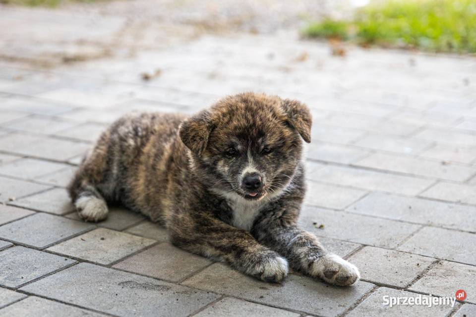 AKITA INU JAPOŃSKA ZKwPFCI szczeniak suczka Bełk