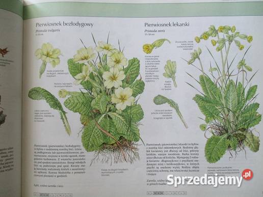 Nasze ptaki TurynNasza przyroda rośliny i Łódź