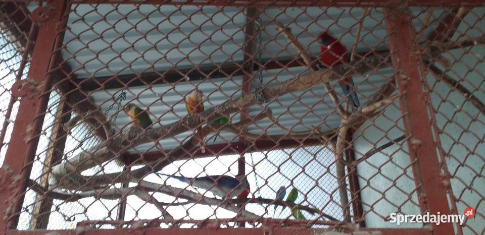 Sprzedam Aleksandrety 2025 Pińczów