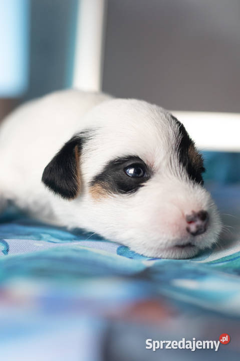 Szczenięta Parson Russell Terrier Warszawa