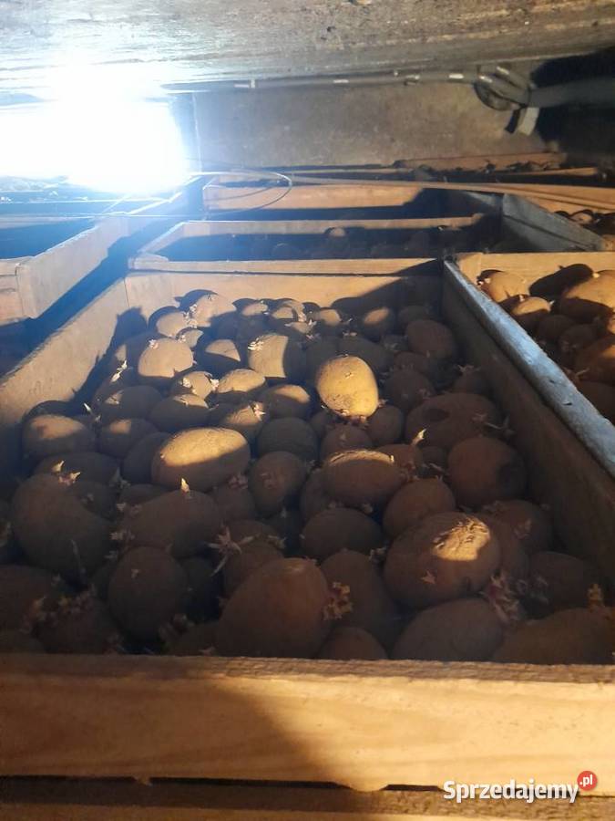Ziemniaki podkiełowane colomba świętokrzyskie sprzedam