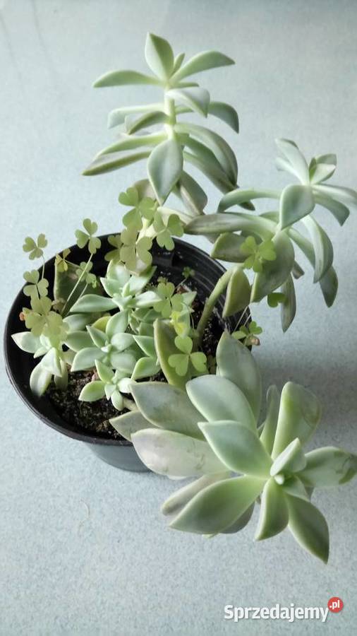 Eszeveria ciekawe sadzonki mazowieckie Warszawa sprzedam
