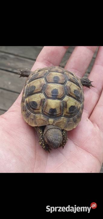 Żółw grecki małopolskie Chrzanów sprzedam