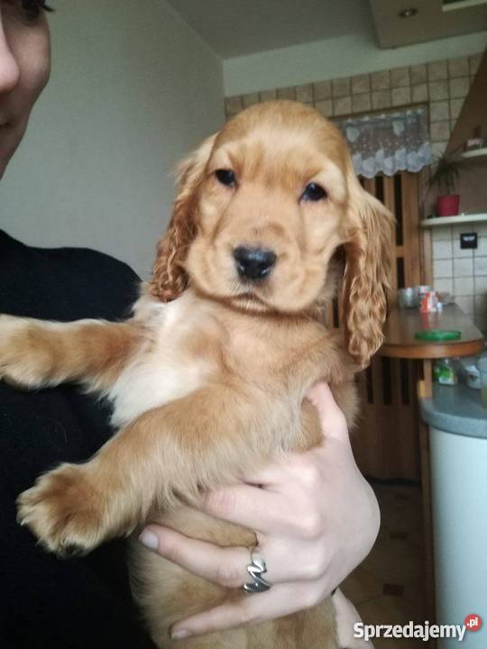 suczka cocker spaniel Psy Kazimierza Wielka