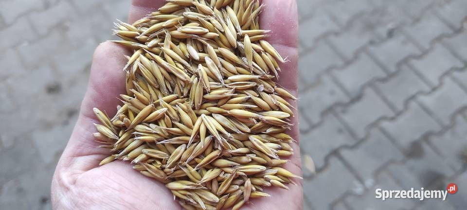 Owies ok 253 tony zbiór 2025 lubelskie Kock Sułoszyn sprzedam