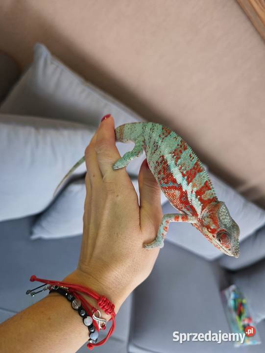 Kameleon Lamparci samce i samice Jawor
