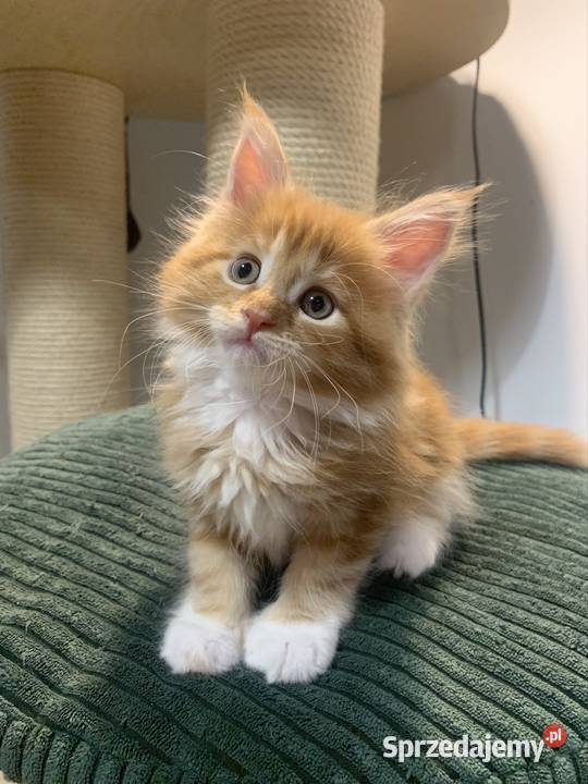 Rezerwacja kocięta koty i kocice Maine Coon Warszawa