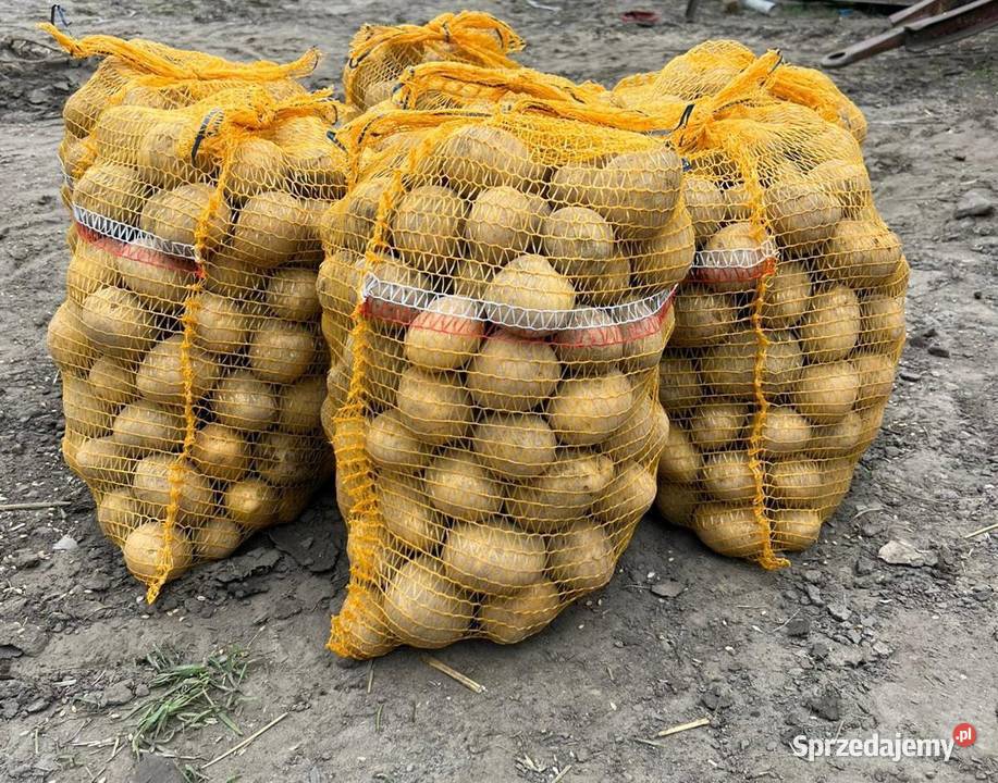 Sprzedam ziemniaki odmiana Gala zachodniopomorskie Pyrzyce