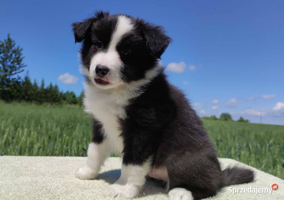 Piękny Rasowy Pies Border Collie Szczeniak z Iwonicz