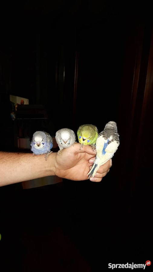 Papugi papużki faliste ręcznie karmione oswojone Łaziska Górne